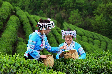 贵定云雾茶.jpg