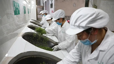贵定云雾镇制茶师傅们正在炒茶.JPG