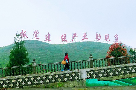 党建示范引领茶产业（图片取景都匀河头合作社）.JPG